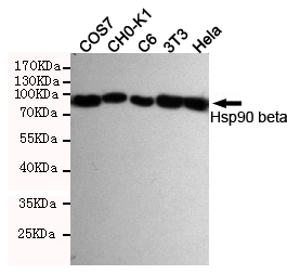 HSP90AB1 / HSP90 Alpha B1 Antibody - Western blot detection of Hsp90 beta in HeLa, 3T3, C6, CHO-K1 and COS7 cell lysates using Hsp90 beta mouse monoclonal antibody (1:2000 dilution). Exposure time: 4min. Predicted band size: 90KDa. Observed band size:90KDa.