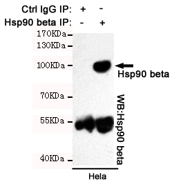 HSP90AB1 / HSP90 Alpha B1 Antibody - Immunoprecipitation analysis of HeLa cell lysates using Hsp90 beta mouse monoclonal antibody.