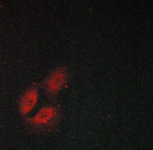 HSP90AB1 / HSP90 Alpha B1 Antibody - Staining MCF-7 cells by IF/ICC. The samples were fixed with PFA and permeabilized in 0.1% saponin prior to blocking in 10% serum for 45 min at 37°C. The primary antibody was diluted 1/400 and incubated with the sample for 1 hour at 37°C. A Alexa Fluor® 594 conjugated goat polyclonal to rabbit IgG (H+L), diluted 1/600 was used as secondary antibody.