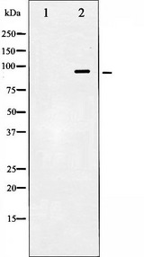 HSP90AB1 / HSP90 Alpha B1 Antibody - Western blot analysis of HSP90B expression in TNF-a treated HeLa whole cells lysates. The lane on the left is treated with the antigen-specific peptide.