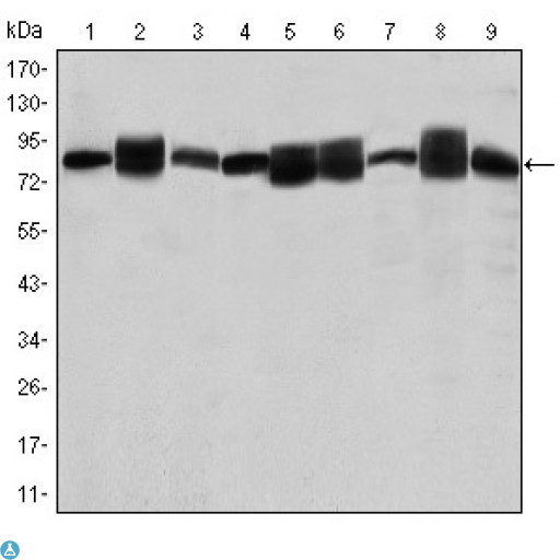 HSP90AB1 / HSP90 Alpha B1 Antibody - Western Blot (WB) analysis using HSP90beta Monoclonal Antibody against Jurkat (1), A431 (2), HeLa (3), A549 (4), HEK293 (5), K562 (6), NIH/3T3 (7), PC-12 (8) and Cos7 (9) cell lysate.