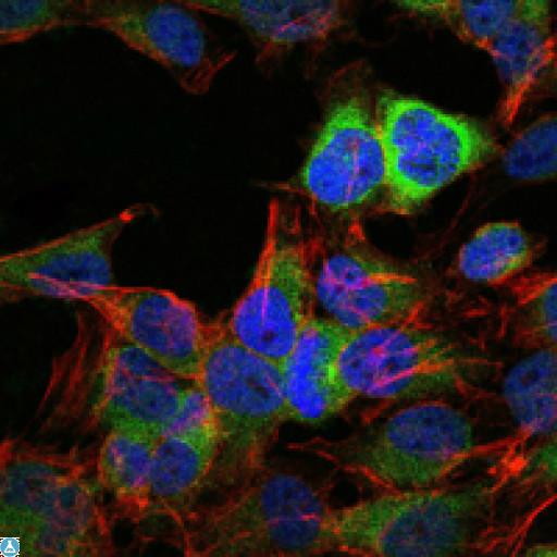 HSP90AB1 / HSP90 Alpha B1 Antibody - Immunofluorescence (IF) analysis of HeLa cells using HSP90beta Monoclonal Antibody (green). Blue: DRAQ5 fluorescent DNA dye. Red: Actin filaments have been labeled with Alexa Fluor-555 phalloidin.