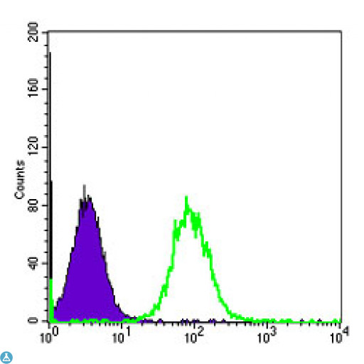 HSP90AB1 / HSP90 Alpha B1 Antibody - Flow cytometric (FCM) analysis of HeLa cells using HSP90beta Monoclonal Antibody (green) and negative control (purple).