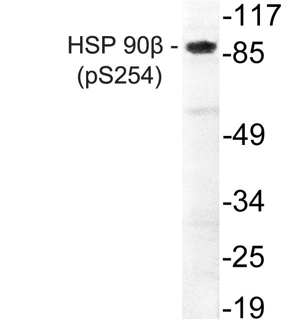 HSP90AB1 / HSP90 Alpha B1 Antibody - Western blot of p-HSP90 beta (S254) pAb in extracts from HepG2 cells treated with EGF.