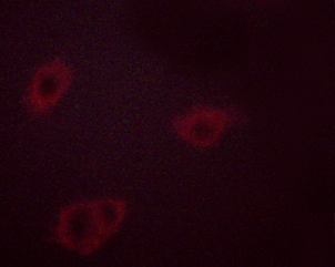 HSP90AB1 / HSP90 Alpha B1 Antibody - Staining HeLa cells treated with TNF-a 20nM 15' cells by IF/ICC. The samples were fixed with PFA and permeabilized in 0.1% saponin prior to blocking in 10% serum for 45 min at 37°C. The primary antibody was diluted 1/400 and incubated with the sample for 1 hour at 37°C. A Alexa Fluor® 594 conjugated goat polyclonal to rabbit IgG (H+L), diluted 1/600 was used as secondary antibody.