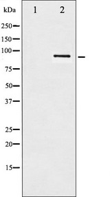 HSP90AB1 / HSP90 Alpha B1 Antibody - Western blot analysis of HSP90B phosphorylation expression in TNF-a treated HeLa whole cells lysates. The lane on the left is treated with the antigen-specific peptide.