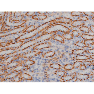 HSP90AB1 / HSP90 Alpha B1 Antibody - 1:200 staining mouse kidney tissue by IHC-P. The tissue was formaldehyde fixed and a heat mediated antigen retrieval step in citrate buffer was performed. The tissue was then blocked and incubated with the antibody for 1.5 hours at 22°C. An HRP conjugated goat anti-rabbit antibody was used as the secondary.