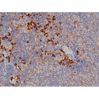 HSP90AB1 / HSP90 Alpha B1 Antibody - 1:200 staining mouse spleen tissue by IHC-P. The tissue was formaldehyde fixed and a heat mediated antigen retrieval step in citrate buffer was performed. The tissue was then blocked and incubated with the antibody for 1.5 hours at 22°C. An HRP conjugated goat anti-rabbit antibody was used as the secondary.