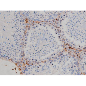 HSP90AB1 / HSP90 Alpha B1 Antibody - 1:200 staining mouse testis tissue by IHC-P. The tissue was formaldehyde fixed and a heat mediated antigen retrieval step in citrate buffer was performed. The tissue was then blocked and incubated with the antibody for 1.5 hours at 22°C. An HRP conjugated goat anti-rabbit antibody was used as the secondary.