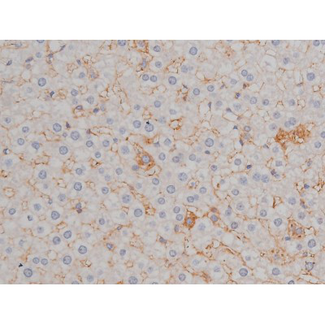HSP90AB1 / HSP90 Alpha B1 Antibody - 1:200 staining rat liver tissue by IHC-P. The tissue was formaldehyde fixed and a heat mediated antigen retrieval step in citrate buffer was performed. The tissue was then blocked and incubated with the antibody for 1.5 hours at 22°C. An HRP conjugated goat anti-rabbit antibody was used as the secondary.