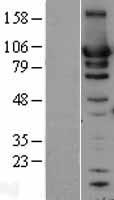 HSP90AB1 / HSP90 Alpha B1 Protein - Western validation with an anti-DDK antibody * L: Control HEK293 lysate R: Over-expression lysate