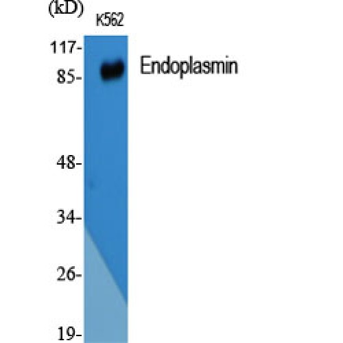 HSP90B1 / GP96 / GRP94 Antibody - Western blot of Endoplasmin antibody