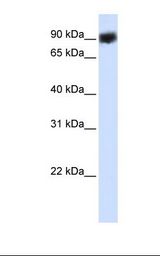 HSP90B1 / GP96 / GRP94 Antibody - 293T cell lysate. Antibody concentration: 1.0 ug/ml. Gel concentration: 12%.  This image was taken for the unconjugated form of this product. Other forms have not been tested.