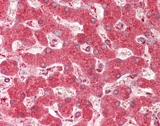 HSP90B1 / GP96 / GRP94 Antibody - Human Liver: Formalin-Fixed, Paraffin-Embedded (FFPE).  This image was taken for the unconjugated form of this product. Other forms have not been tested.