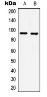 HSP90B1 / GP96 / GRP94 Antibody - Western blot analysis of GRP94 expression in HeLa (A); NIH3T3 (B) whole cell lysates.