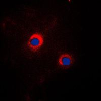 HSP90B1 / GP96 / GRP94 Antibody - Immunofluorescent analysis of GRP94 staining in NIH3T3 cells. Formalin-fixed cells were permeabilized with 0.1% Triton X-100 in TBS for 5-10 minutes and blocked with 3% BSA-PBS for 30 minutes at room temperature. Cells were probed with the primary antibody in 3% BSA-PBS and incubated overnight at 4 C in a humidified chamber. Cells were washed with PBST and incubated with a DyLight 594-conjugated secondary antibody (red) in PBS at room temperature in the dark. DAPI was used to stain the cell nuclei (blue).