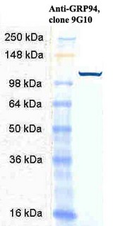 HSP90B1 / GP96 / GRP94 Antibody - Western blot analysis of Grp94 using HeLa cell lysate at 1:1000 dilution of HSP90B1 / GP96 / GRP94 antibody.  This image was taken for the unconjugated form of this product. Other forms have not been tested.