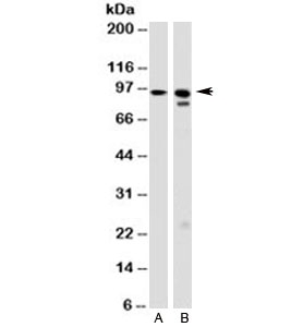 HSP90B1 / GP96 / GRP94 Antibody - Western blot testing of A) human HeLa and B) mouse NIH3T3 cell lysate with GRP94 antibody (clone 9G10.F8.2). Expected molecular weight: 94~96kDa.
