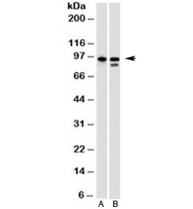 HSP90B1 / GP96 / GRP94 Antibody - Western blot testing of A) human HeLa and B) mouse NIH3T3 cell lysate with GRP94 antibody (clone SPM249). Expected molecular weight: 94~96kDa. This image was taken for the unmodified form of this product. Other forms have not been tested.