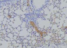 HSP90B1 / GP96 / GRP94 Antibody - 1:100 staining mouse lung tissue by IHC-P. The sample was formaldehyde fixed and a heat mediated antigen retrieval step in citrate buffer was performed. The sample was then blocked and incubated with the antibody for 1.5 hours at 22°C. An HRP conjugated goat anti-rabbit antibody was used as the secondary.