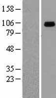 HSP90B1 / GP96 / GRP94 Protein - Western validation with an anti-DDK antibody * L: Control HEK293 lysate R: Over-expression lysate