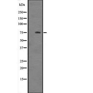 HSPA12A Antibody - Western blot analysis of HSPA12A expression in mouse brain tissue lysate. The lane on the left is treated with the antigen-specific peptide.