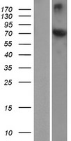 HSPA12A Protein - Western validation with an anti-DDK antibody * L: Control HEK293 lysate R: Over-expression lysate