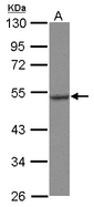 HSPA13 Antibody - Sample (30 ug of whole cell lysate) A: U87-MG 10% SDS PAGE HSPA13 antibody diluted at 1:500