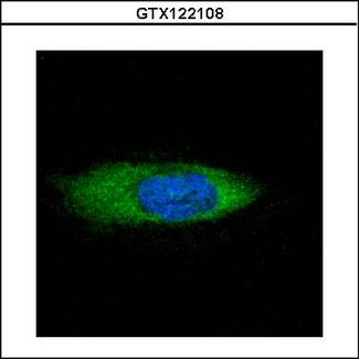 HSPA13 Antibody - Confocal immunofluorescence analysis (Olympus FV10i) of methanol-fixed HeLa, using STCH antibody (Green) at 1:500 dilution.