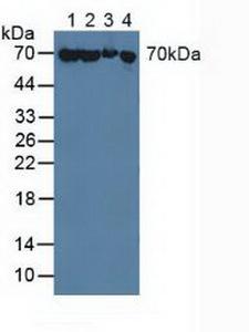 HSPA1A Antibody - Western Blot; Sample: Lane1: Porcine Liver Tissue; Lane2: Porcine Brain Tissue; Lane3: Mouse Liver Tissue; Lane4: Human A549 Cells .