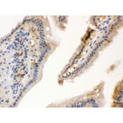 HSPA1A Antibody - Hsp70 antibody IHC-paraffin. IHC(P): Mouse Intestine Tissue.