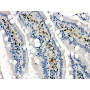 HSPA1A Antibody - Hsp70 antibody IHC-paraffin. IHC(P): Rat Intestine Tissue.