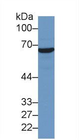 HSPA1A Antibody - Western Blot; Sample: Human Hela cell lysate; Primary Ab: 2µg/ml Mouse Anti-Human HSPA1A Antibody Second Ab: 0.2µg/mL HRP-Linked Caprine Anti-Mouse IgG Polyclonal Antibody