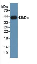 HSPA1A Antibody - Western Blot; Sample: Recombinant HSPA1A, Human.