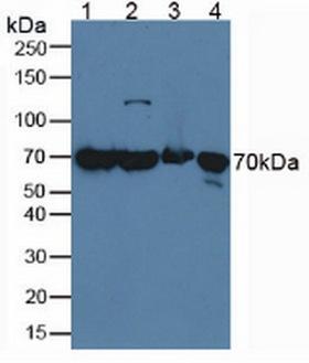 HSPA1A Antibody - Western Blot; Sample: Lane1: Porcine Liver Tissue; Lane2: Porcine Brain Tissue; Lane3: Mouse Liver Tissue; Lane4: Human A549 Cells.