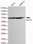HSPA1A Antibody - Western blot detection of Hsp70(C-terminus) in HeLa and XXXXX cell lysates using Hsp70(C-terminus) mouse monoclonal antibody (1:1000 dilution). Predicted band size: 70KDa. Observed band size: 70KDa.