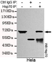 HSPA1A Antibody - Immunoprecipitation analysis of HeLa cell lysates using Hsp70 (C-terminus) mouse monoclonal antibody.