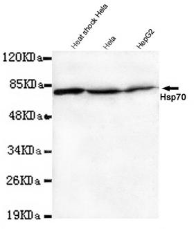 HSPA1A Antibody - Western blot detection of Hsp70(N-terminus) in Heat shcok HeLa, HeLa and HepG2 lysates using Hsp70(N-terminus) mouse monoclonal antibody (1:1000 dilution). Predicted band size: 70KDa. Observed band size: 70KDa.