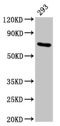 HSPA1A Antibody - Positive Western Blot detected in 293 whole cell lysate. All lanes: HSPA1A antibody at 4.9 µg/ml Secondary Goat polyclonal to rabbit IgG at 1/50000 dilution. Predicted band size: 71, 64 KDa. Observed band size: 71 KDa