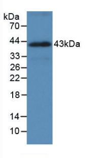 HSPA1A Antibody - Western Blot; Sample: Recombinant HSPA1A, Human.