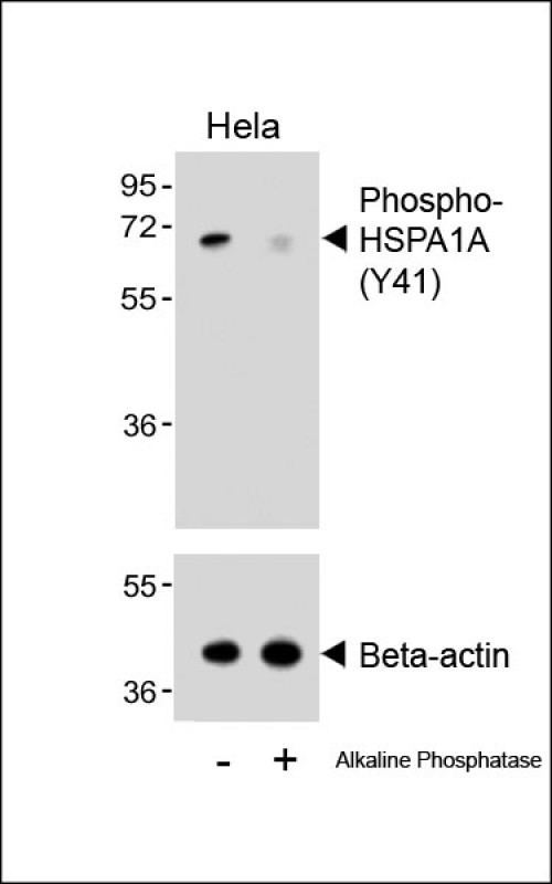 HSPA1A Antibody - Western blot analysis of lysates from Hela cell line, untreated or treated with Alkaline phosphatase, 1 hours, using 458828101 (upper) or Beta-actin (lower).