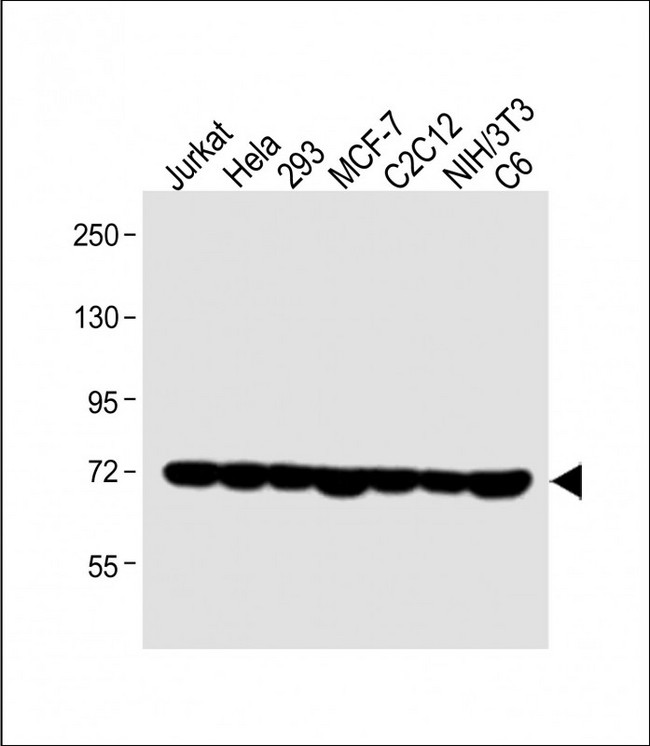HSPA1A Antibody - All lanes: Anti-HSPA1A/HSPA1B Antibody (Y41) at 1:1000 dilution Lane 1: Jurkat whole cell lysate Lane 2: Hela whole cell lysate Lane 3: 293 whole cell lysate Lane 4: MCF-7 whole cell lysate Lane 5: C2C12 whole cell lysate Lane 6: NIH/3T3 whole cell lysate Lane 7: C6 whole cell lysate Lysates/proteins at 20 µg per lane. Secondary Goat Anti-Rabbit IgG, (H+L), Peroxidase conjugated at 1/10000 dilution. Predicted band size: 70 kDa Blocking/Dilution buffer: 5% NFDM/TBST.