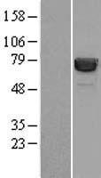 HSPA1A Protein - Western validation with an anti-DDK antibody * L: Control HEK293 lysate R: Over-expression lysate
