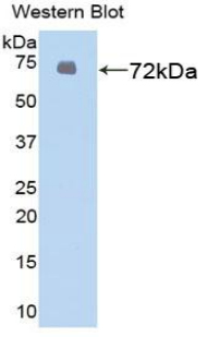 HSPA1L Antibody - Western blot of recombinant HSPA1L.