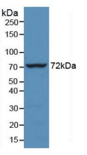 HSPA1L Antibody - Western Blot; Sample: Recombinant HSPA1L, Human.