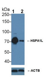 HSPA1L Antibody - Knockout Varification: Lane 1: Wild-type Hela cell lysate; Lane 2: HSPA1L knockout Hela cell lysate; Predicted MW: 70kDa Observed MW: 70kDa Primary Ab: 3µg/ml Mouse Anti-Human HSPA1L Antibody Second Ab: 0.2µg/mL HRP-Linked Caprine Anti-Mouse IgG Polyclonal Antibody