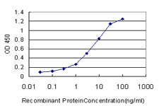 HSPA1L Antibody - Detection limit for recombinant GST tagged HSPA1L is approximately 0.1 ng/ml as a capture antibody.