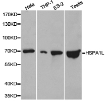 HSPA1L Antibody - Western blot of extracts of various cell lines, using HSPA1L antibody.