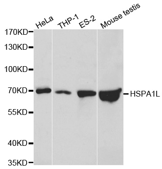 HSPA1L Antibody - Western blot analysis of extracts of various cell lines.