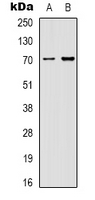 HSPA1L Antibody - Western blot analysis of HSP70 expression in HeLa (A); mouse brain (B) whole cell lysates.